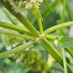 Agastache rugosa Rinde