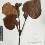 Exbucklandia populnea Otro