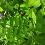 Vicia americana Feuille