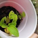 Echinacea purpureaफूल