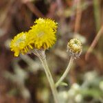 Nidorella pedunculata