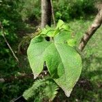 Gossypium barbadense Levél