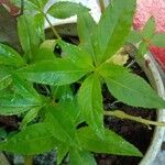 Impatiens balsamina Hoja