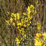 Genista scorpius Flower