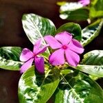 Catharanthus roseus Kvet