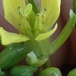 Sisymbrium altissimum Flor