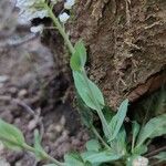Noccaea caerulescens Φύλλο