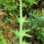 Cirsium palustre Лист