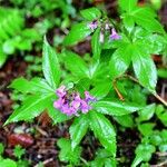 Cardamine pentaphyllos Staniste