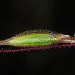 Caladenia catenata Fruit