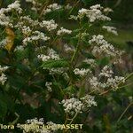 Fagopyrum cymosum Habit