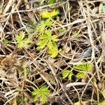 Potentilla argentea Leaf