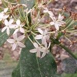 Acokanthera oppositifolia Flor