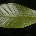 Aegiphila anomala ഇല