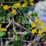 Coronilla minima عادت داشتن