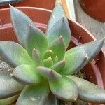 Echeveria affinis Ліст