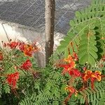 Caesalpinia pulcherrima Cvet