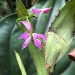 Epidendrum imatophyllum Flower