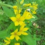 Lysimachia punctataVirág