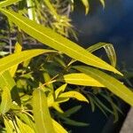 Nectandra angustifolia Blad
