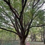 Zelkova carpinifoliaपत्ता