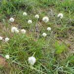 Cyperus niveus Συνήθη χαρακτηριστικά