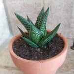 Haworthia limifolia Leaf