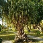 Pandanus tectoriusYaprak