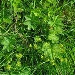 Alchemilla filicaulis ശീലം