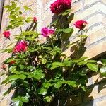 Rosa chinensis Plante entière