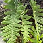 Polypodium vulgare Плод