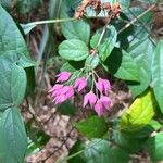 Clerodendrum umbellatum Flower