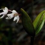 Dendrobium aemulum Habit