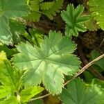 Alchemilla caucasica Leaf