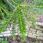 Banksia ericifolia Feuille