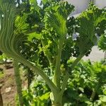 Crambe maritimaBlad