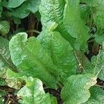 Rumex patientia Folha