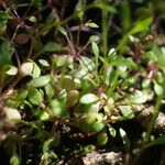 Hornungia procumbens Blatt