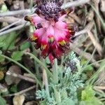 Platycapnos spicata Flower