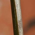 Clerodendrum splendens кора