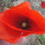 Papaver rhoeas Fiore