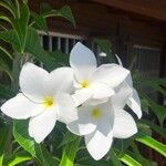 Plumeria pudica പുഷ്പം