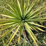 Agave sisalana পাতা