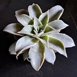 Echeveria madibaЛист