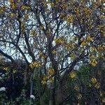 Sophora microphylla പുഷ്പം