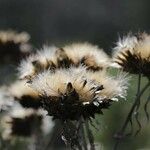 Carlina vulgaris Fruit