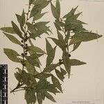 Sarcococca saligna Other