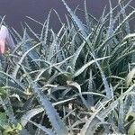 Aloe dawei 葉