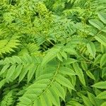 Sorbaria kirilowii برگ