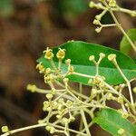 Dichostemma glaucescens Flower